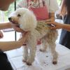専門学校　ちば愛犬動物フラワー学園 【トリマー】泥パックでワンちゃんの毛をすべすべサラサラに☆