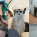 専門学校　福岡ビジョナリーアーツ 【ペット・看護】3専攻よくばり体験【小動物】