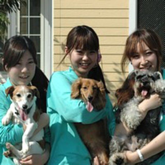 担当犬体験 被毛ケア編 愛知ペット専門学校のオープンキャンパス情報と予約申込 スタディサプリ 進路 担当犬体験 被毛ケア編 愛知ペット専門学校のオープンキャンパス情報と予約申込 スタディサプリ 進路