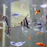 手作りアクアリウムの詳細