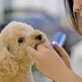 専門学校　福岡ビジョナリーアーツ 【ペット】トリマーさんのお仕事体験