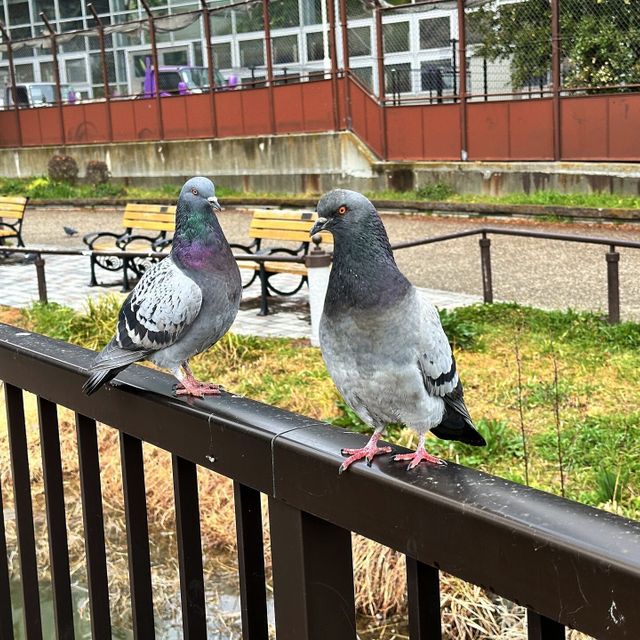 東京環境工科専門学校 『はじめての野鳥観察』体験授業を同時開催！3