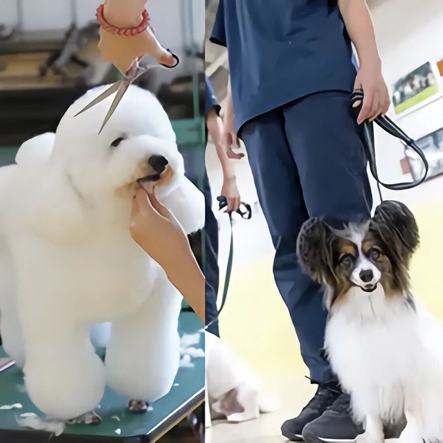 専門学校　福岡ビジョナリーアーツ 【ペット・看護】3専攻よくばり体験【ワンコ希望の方】1