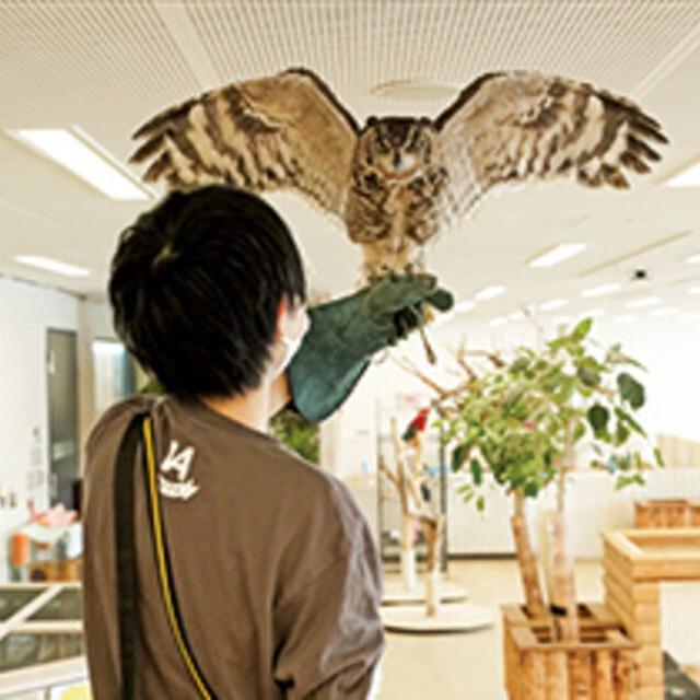 専門学校ビジョナリーアーツ フクロウのフライトに挑戦！1