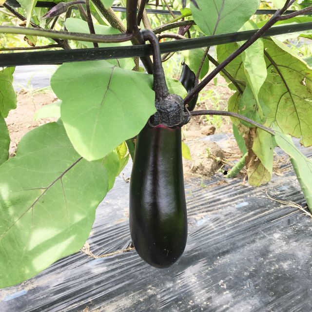 テクノ・ホルティ園芸専門学校 野菜づくり実習★夏野菜の植え付けにチャレンジ！2