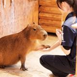 エキゾチックアニマルのトレーニング！の詳細