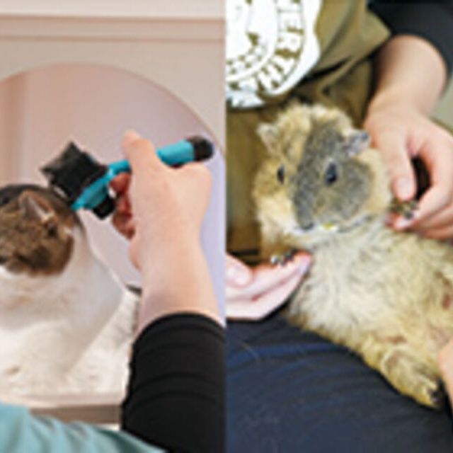 専門学校ビジョナリーアーツ 【ニャンコ&エキゾチックアニマル】担当動物のグルーミング1