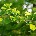 東京環境工科専門学校 『身近な樹木を観察しよう ―葉っぱ編』体験授業を同時開催！