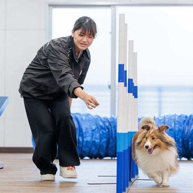 名古屋ＥＣＯ動物海洋専門学校 【ドッグトレーナー】ワンちゃんのトレーニングを体験しよう！1