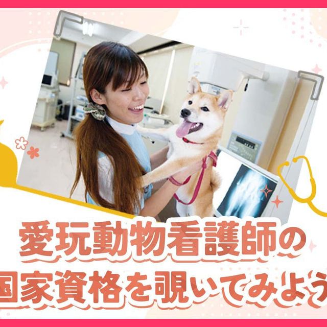 愛玩動物看護師の国家資格を覗いてみよう／TCA東京ECO動物海洋