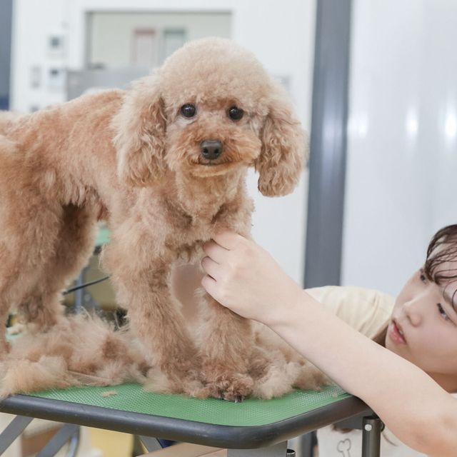 専門学校　福岡ビジョナリーアーツ 【ペット】3専攻よくばり体験【ワンコ】1