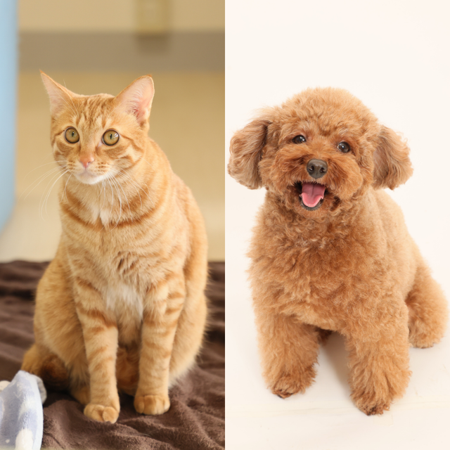 国際アート＆デザイン大学校 【ペット総合科】ペット業界の仕事を体験しよう♪【無料バス有】4