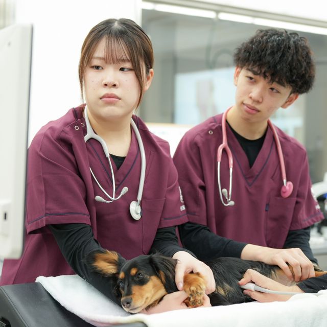 高崎動物専門学校 【動物看護】水中トレッドミルで理学療法・リハビリ体験！3