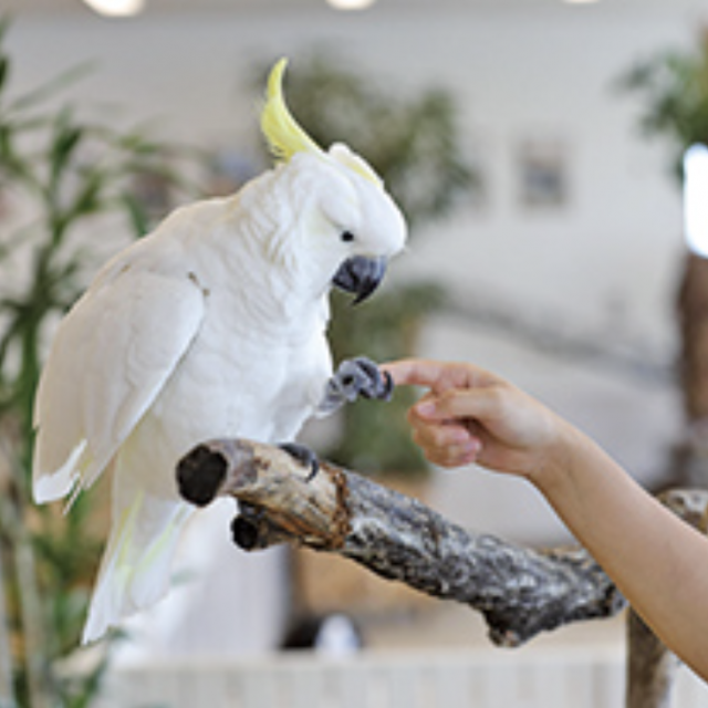 専門学校ビジョナリーアーツ Vaふれあい動物園 X'mas ver1