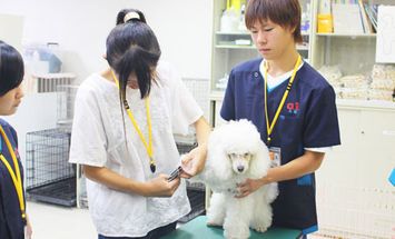 河原アイペットワールド専門学校のブログインフォ一覧 15 スタディサプリ 進路