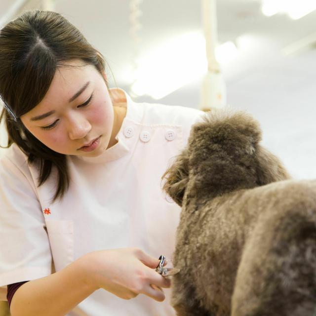 YIC情報ビジネス専門学校 【予約フォーム】トリミングの技術を見てみよう(ペット)1