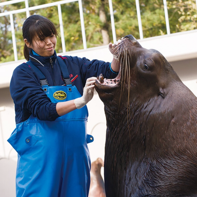 東京コミュニケーションアート専門学校 アシカ・アザラシの飼育方法を学ぼう!1