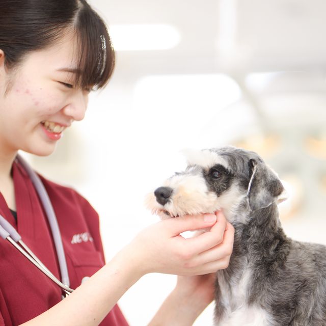 高崎動物専門学校 【動物看護】健康は歯から！動物の歯のお手入れを体験しよう1