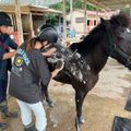 専門学校　ちば愛犬動物フラワー学園 【ホースプロ】大きなカラダを丸洗い！馬のシャンプー体験