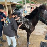 【ホースプロ】大きなカラダを丸洗い！馬のシャンプー体験の詳細