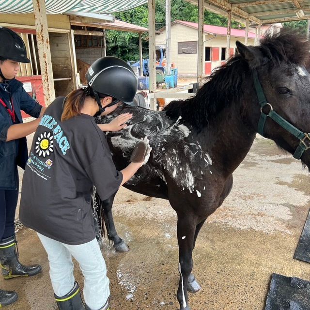 専門学校　ちば愛犬動物フラワー学園 【ホースプロ】大きなカラダを丸洗い！馬のシャンプー体験1