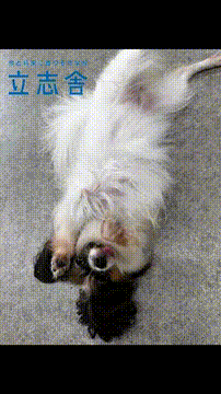 OCカメラサムネイル画像