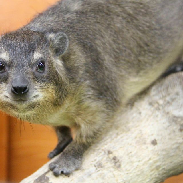 エキゾチックアニマルの基本について学ぼう ｔｃａ東京ｅｃｏ動物海洋専門学校のオープンキャンパス情報と予約申込 スタディサプリ 進路