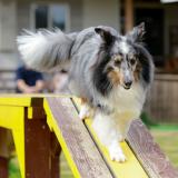 ドッグトレーナーお仕事体験　特殊犬訓練に挑戦の詳細