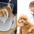 専門学校ビジョナリーアーツ ワンコ×エキゾ 動物看護師体験