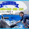 ＴＣＡ東京ＥＣＯ動物海洋専門学校 元鴨川シーワールドトレーナーから学ぶ　～鯨類の飼育など～