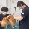 国際ペット専門学校　金沢 わんちゃんの肉球を マッサージしてみよう！ ペットエステ体験