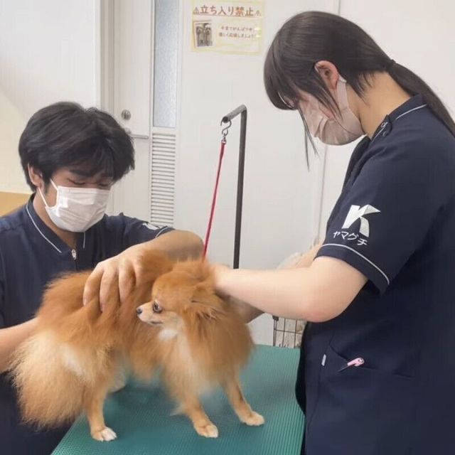 国際ペット専門学校　金沢 1日で食・動物・美容の3分野がすべて体験！ドリームフェス！2