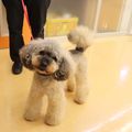 専門学校　ちば愛犬動物フラワー学園 【ドッグトレーナー】犬の声に耳を傾ける福祉的なトレーニング♪