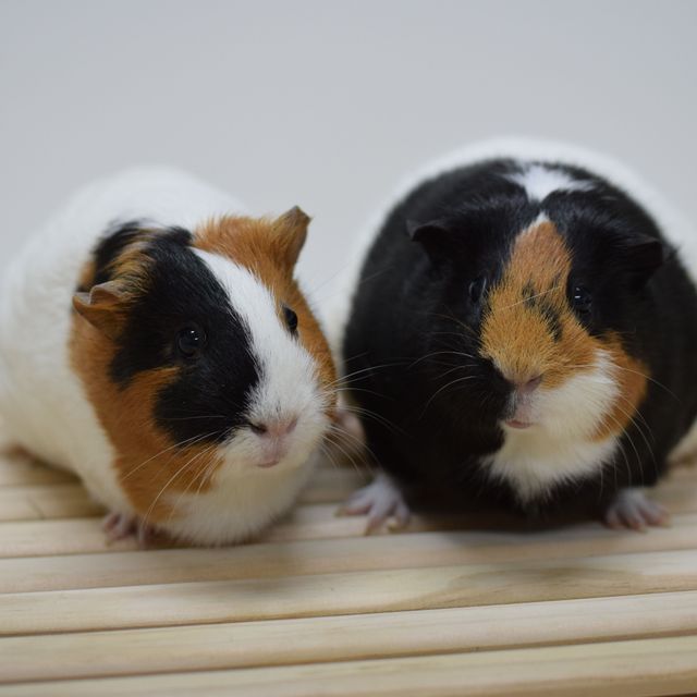 ＫＢＣペットワールド専門学校 動物のプロを目指そう！動物ふれあいスペシャル☆3