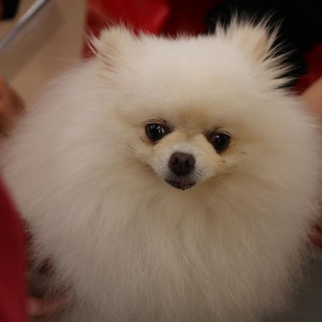 ＹＩＣ京都ペット総合専門学校 災害時ペットのためにできること2