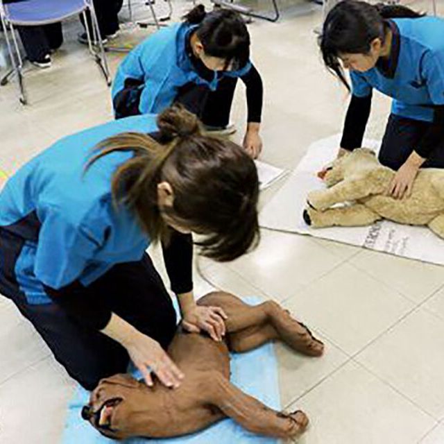 ＹＩＣ京都ペット総合専門学校 動物看護師のお仕事～応急処置をマスターしてみよう！～1