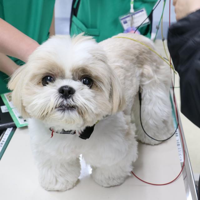 ＹＩＣ京都ペット総合専門学校 犬のココロ研究室3