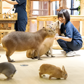 専門学校　福岡ビジョナリーアーツ 【ペット】Vaふれあい動物園