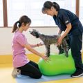 専門学校　福岡ビジョナリーアーツ 【ペット】ワンコと看護＆理学体験