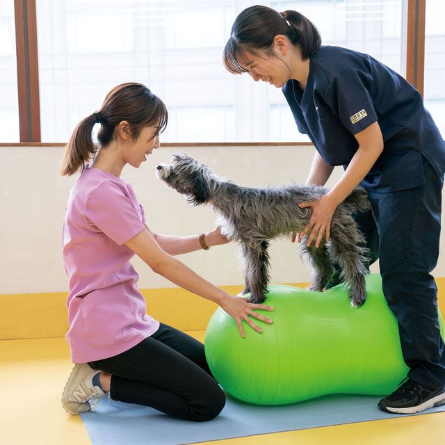 専門学校　福岡ビジョナリーアーツ 【ペット】ワンコと看護＆理学体験1