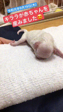 OCカメラサムネイル画像