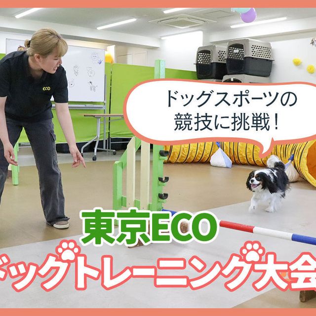 ＴＣＡ東京ＥＣＯ動物海洋専門学校 ドッグスポーツの競技に挑戦！東京ECOドッグトレーニング大会1