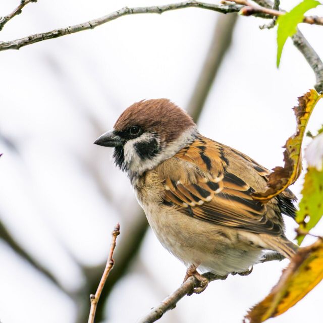 東京環境工科専門学校 『はじめての野鳥観察』体験授業を同時開催！1
