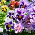テクノ・ホルティ園芸専門学校 花づくり実習★パンジー・ビオラの種まきにチャレンジ