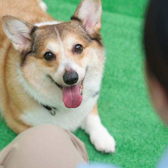 沖縄ペットワールド専門学校 動物のプロを目指そう！スペシャル☆オープンキャンパス1