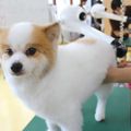 専門学校　福岡ビジョナリーアーツ 【ペット】 トリマー×ドッグトレーナー