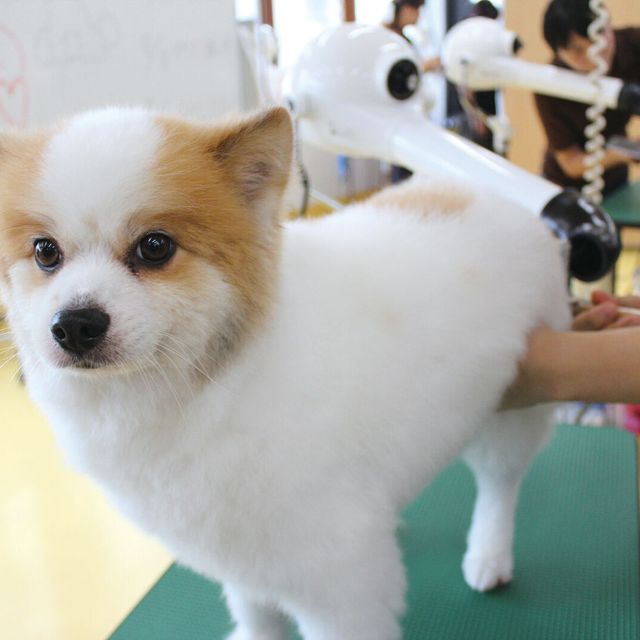 専門学校　福岡ビジョナリーアーツ 【ペット】 トリマー×ドッグトレーナー1