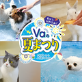 専門学校　福岡ビジョナリーアーツ 【ペット】Va 夏祭り！-ペット編-