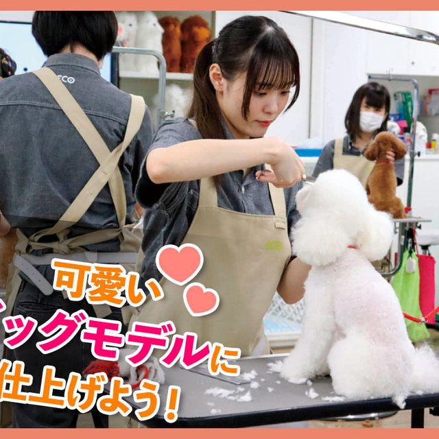 ＴＣＡ東京ＥＣＯ動物海洋専門学校 可愛いドッグモデルに仕上げよう！1