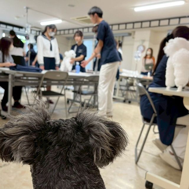 秋田情報ビジネス専門学校 【愛玩動物看護科】愛玩動物看護師のお仕事体験2
